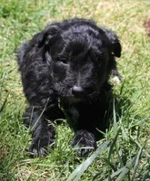 Tess, a female Bordoodle for sale in Clay Springs, AZ – 3 of 5
