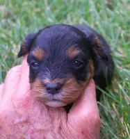 Roxy, a female Cavapoo for sale in Clay Springs, AZ – 2 of 4