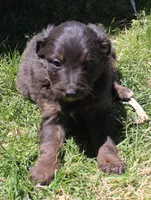 Mia, a female Bordoodle for sale in Clay Springs, AZ – 5 of 6