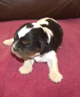 AKC Rosie, a female Cavalier King Charles Spaniel for sale in Clay Springs, AZ – 3 of 5