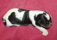 AKC Rosie, a female Cavalier King Charles Spaniel for sale in Clay Springs, AZ – 4 of 5