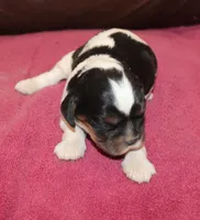 AKC Rosie, a female Cavalier King Charles Spaniel for sale in Clay Springs, AZ – 2 of 5