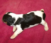 AKC Rosie, a female Cavalier King Charles Spaniel for sale in Clay Springs, AZ – 5 of 5