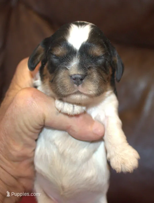 AKC Rosie, a female Cavalier King Charles Spaniel for sale in Clay Springs, AZ – 1 of 5