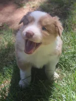 Libby, a female Border Collie for sale in Clay Springs, AZ – 5 of 7