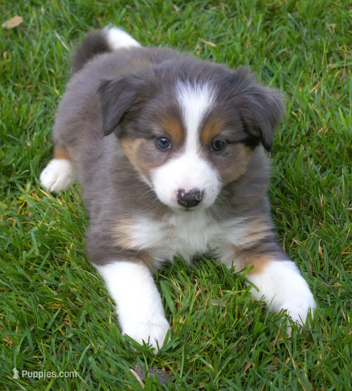 Grit – Border Collie puppy for sale in Clay Springs, AZ