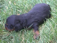 Lexxy, a female Cavapoo for sale in Clay Springs, AZ – 2 of 3