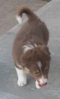 Lexxy, a female Border Collie for sale in Clay Springs, AZ – 8 of 10