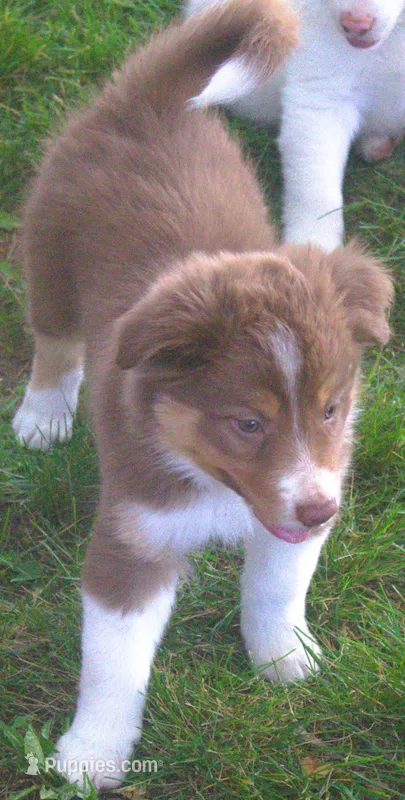 Lexxy – Border Collie puppy for sale in Clay Springs, AZ