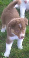 Lexxy, a female Border Collie for sale in Clay Springs, AZ – 1 of 10