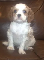 AKC Ruger, a male Cavalier King Charles Spaniel for sale in Clay Springs, AZ – 2 of 6