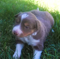 Lexxy, a female Border Collie for sale in Clay Springs, AZ – 1 of 6
