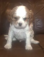 AKC Ruger, a male Cavalier King Charles Spaniel for sale in Clay Springs, AZ – 3 of 6