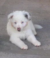 Jake, a male Border Collie for sale in Clay Springs, AZ – 6 of 10
