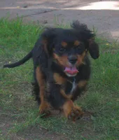 AKC Rocky, a male Cavalier King Charles Spaniel for sale in Clay Springs, AZ – 4 of 6