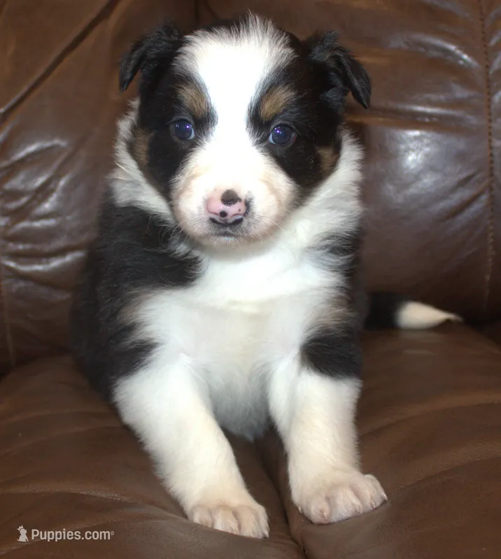 Gypsy – Border Collie puppy for sale in Clay Springs, AZ