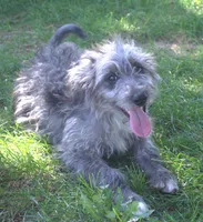 Romeo, a male Bordoodle for sale in Clay Springs, AZ – 3 of 4