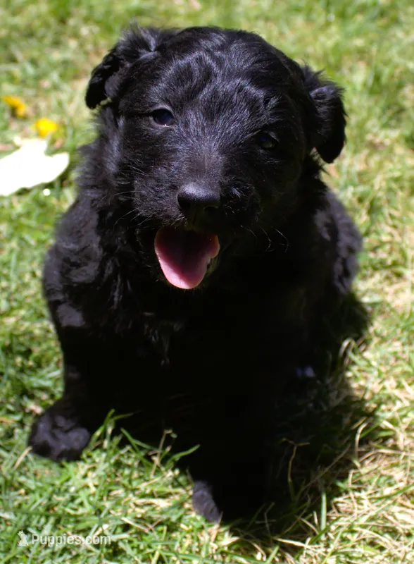 Jasper – Bordoodle puppy for sale in Clay Springs, AZ