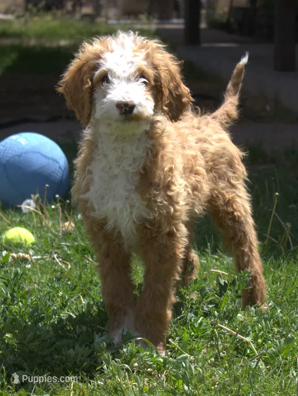 Rudy – Irish Doodle puppy for sale in Clay Springs, AZ