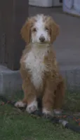 Rudy, a male Irish Doodle for sale in Clay Springs, AZ – 3 of 4