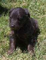 Mia, a female Bordoodle for sale in Clay Springs, AZ – 3 of 6
