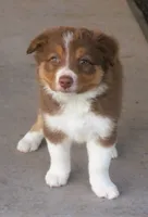 Lexxy, a female Border Collie for sale in Clay Springs, AZ – 2 of 10