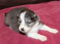 Belle AKC, a female Border Collie for sale in Clay Springs, AZ – Photo 3 of 5