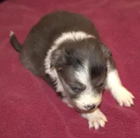 Belle AKC, a female Border Collie for sale in Clay Springs, AZ – Photo 4 of 5