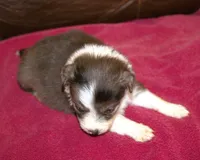 Belle AKC, a female Border Collie for sale in Clay Springs, AZ – Photo 5 of 5