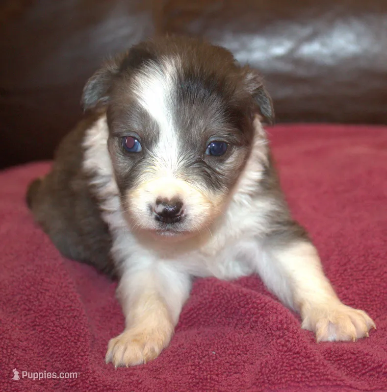 Belle AKC – Border Collie puppy for sale in Clay Springs, AZ