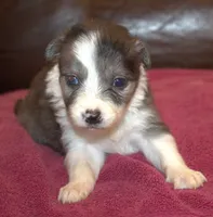 Belle AKC, a female Border Collie for sale in Clay Springs, AZ – Photo 1 of 5