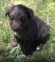 Missy, a female Bordoodle for sale in Clay Springs, AZ – 5 of 5