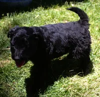 Jasper, a male Bordoodle for sale in Clay Springs, AZ – 2 of 6