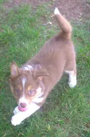 Lexxy, a female Border Collie for sale in Clay Springs, AZ – 6 of 10