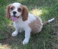 AKC Ruger, a male Cavalier King Charles Spaniel for sale in Clay Springs, AZ – 4 of 7