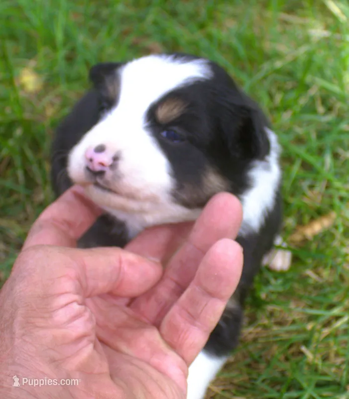 Gypsy – Border Collie puppy for sale in Clay Springs, AZ