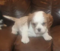 AKC Ruger, a male Cavalier King Charles Spaniel for sale in Clay Springs, AZ – 6 of 6