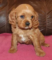Daisy, a female Cavalier King Charles Spaniel for sale in Clay Springs, AZ – Photo 1 of 6
