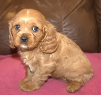 Daisy, a female Cavalier King Charles Spaniel for sale in Clay Springs, AZ – Photo 3 of 6