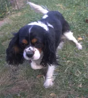 Daisy, a female Cavalier King Charles Spaniel for sale in Clay Springs, AZ – Photo 5 of 6