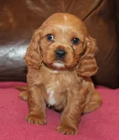 Daisy, a female Cavalier King Charles Spaniel for sale in Clay Springs, AZ – Photo 4 of 6