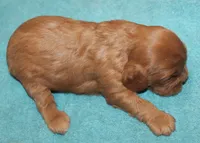 Kingsley, a male Cavalier King Charles Spaniel for sale in Clay Springs, AZ – Photo 4 of 4