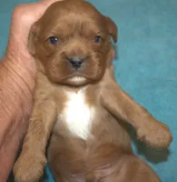 Kingsley, a male Cavalier King Charles Spaniel for sale in Clay Springs, AZ – Photo 1 of 4