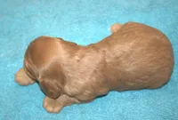 Kingsley, a male Cavalier King Charles Spaniel for sale in Clay Springs, AZ – Photo 3 of 4