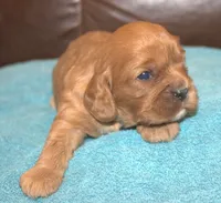 Kingsley, a male Cavalier King Charles Spaniel for sale in Clay Springs, AZ – Photo 2 of 4