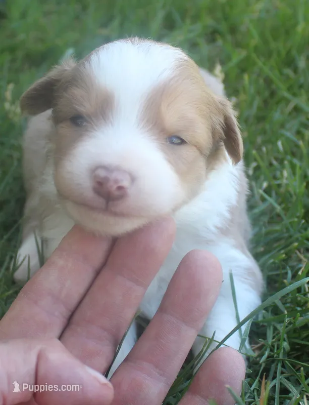 Libby – Border Collie puppy for sale in Clay Springs, AZ