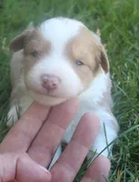 Libby, a female Border Collie for sale in Clay Springs, AZ – 1 of 5