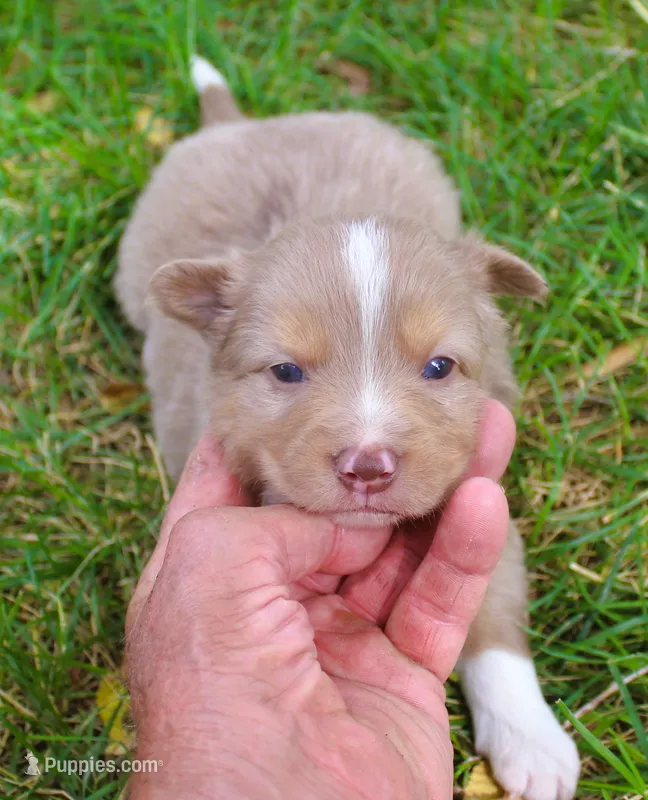 Rover – Border Collie puppy for sale in Clay Springs, AZ