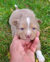 Rover, a male Border Collie for sale in Clay Springs, AZ – 1 of 6