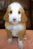 Stella, a female Irish Doodle for sale in Clay Springs, AZ – Photo 5 of 5